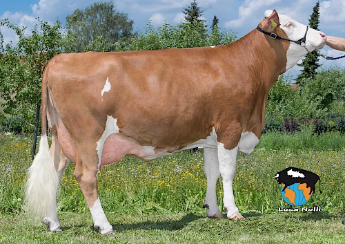 Tochter Donk, 1. Lak.