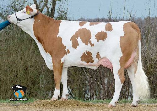 Tochter Ricola, 1.Lak.