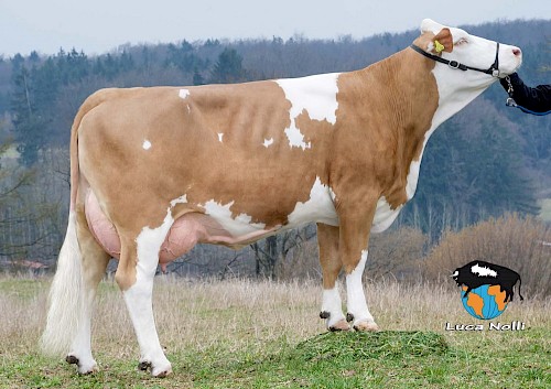 Tochter Halyna, 1. Lak.