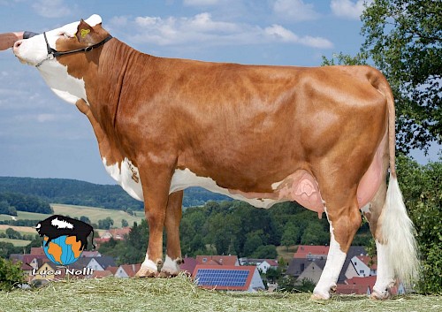 Tochter Hayley, 1. Lak.