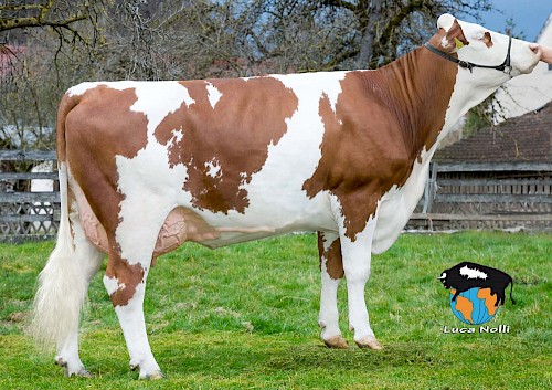 Tochter Fiora, 1. Lak.