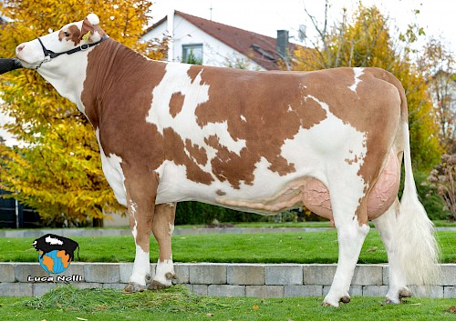 Tochter Bulli, 1.Lak.