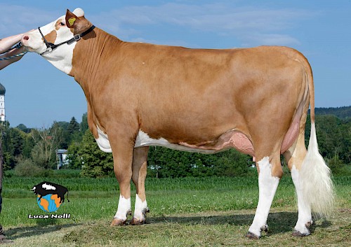 Tochter 1579, 1.Lak.