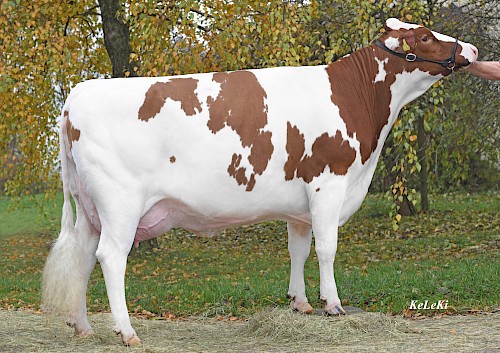 Tochter Romeika