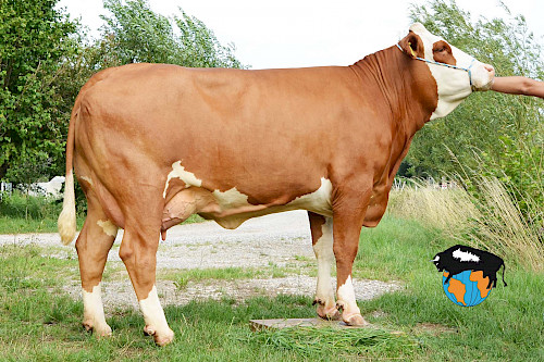 Tochter 693, 1. Lak.