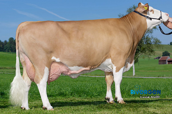 Gromutter Miami, 4. Lak.