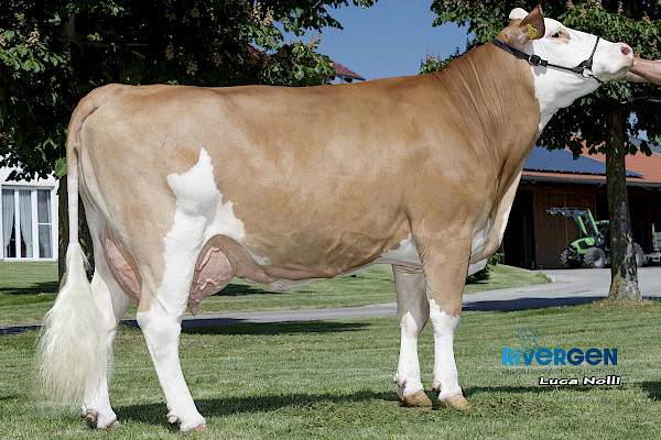 Mutter Maxima, 1. Lak.