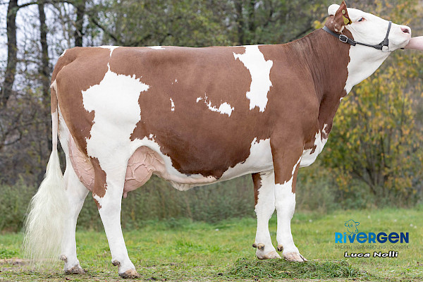 Tochter Imperia, 1. Lak.