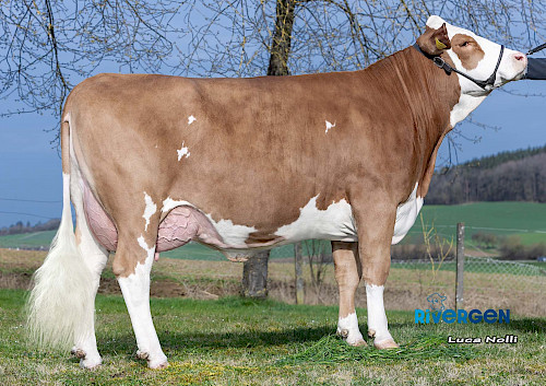 Tochter Loxley Pp 1.Lak.