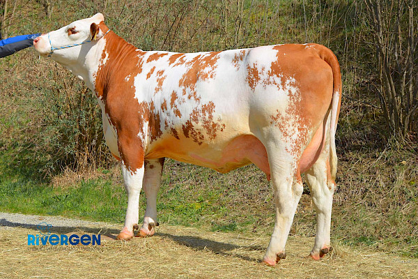 Honza PP Tochter 461 1.Lak.
