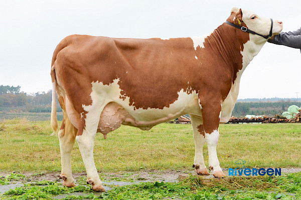 Mutter Alma, 4. Lak.