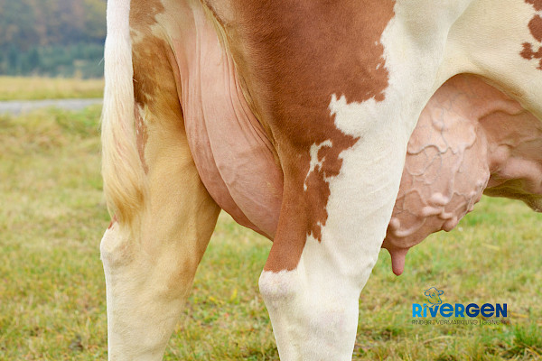 Mutter Alma, 4. Lak.