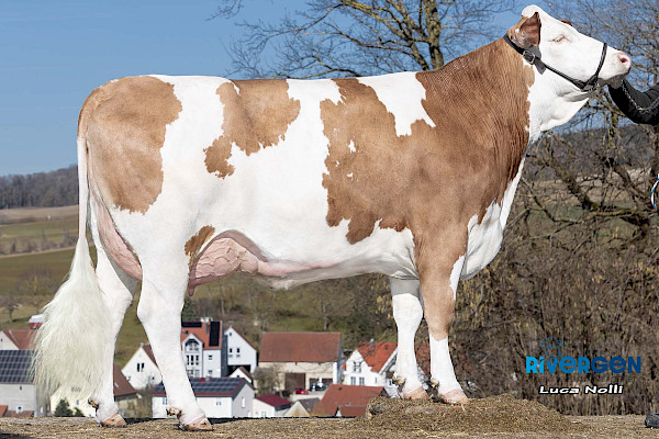 Tochter Edelweiss, 1. Lak.