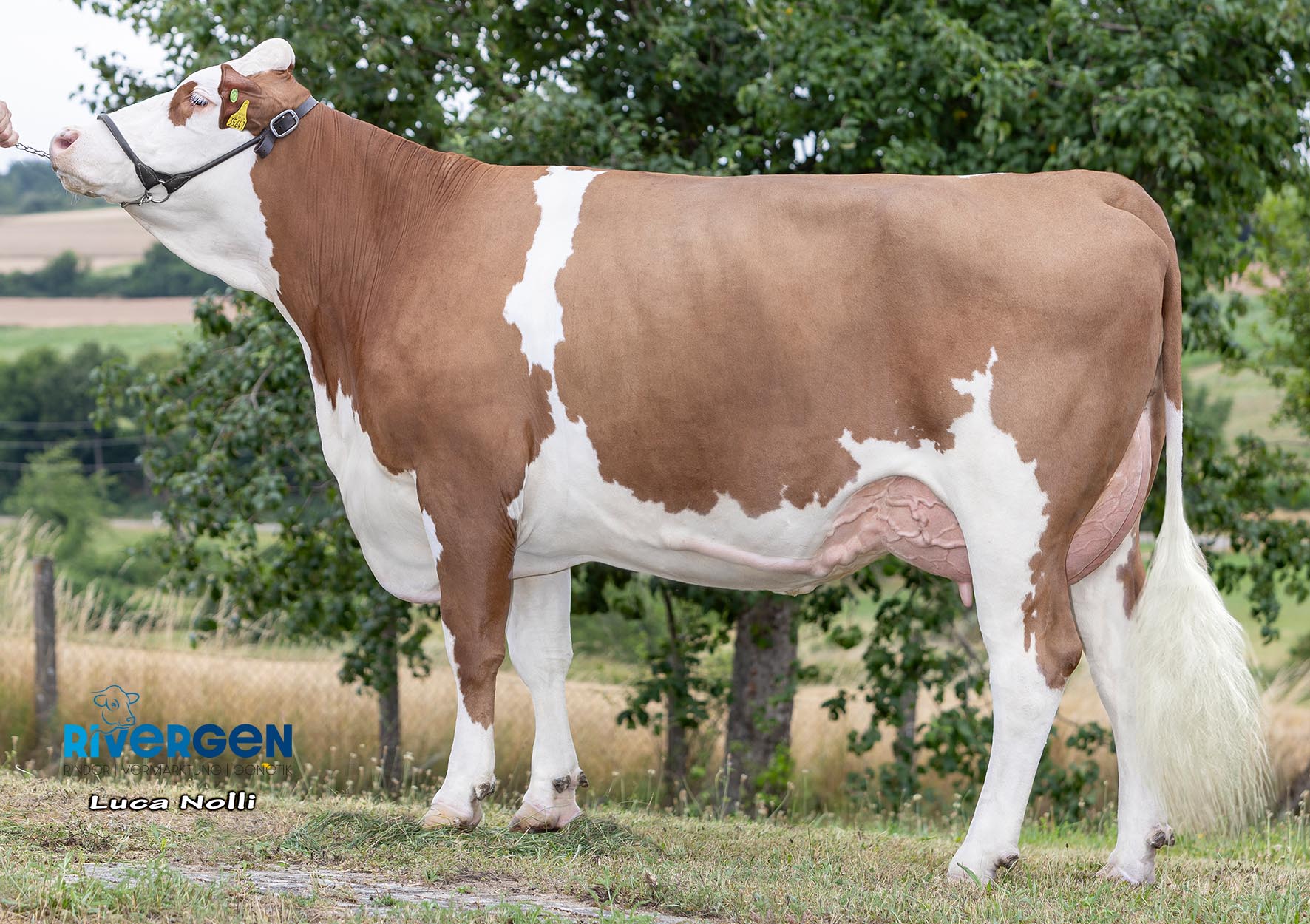 Bullenseil 5m – 12mm Dick, Verstärkt, Mit Ergonomischem Griff, Zum Führen & Anbinden Von Rindern, Für Ranch & Landwirtschaft