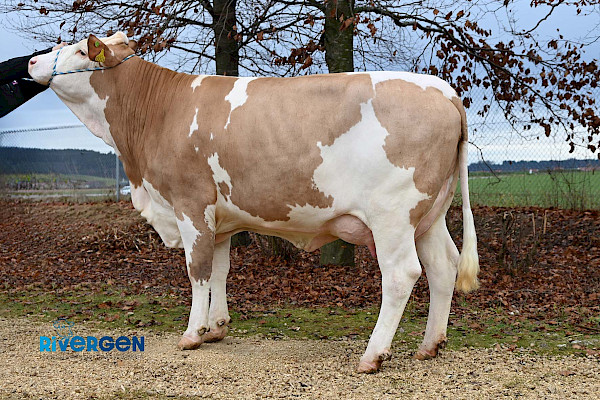 Hyperion PS-Tochter Tessa, 1. Laktation