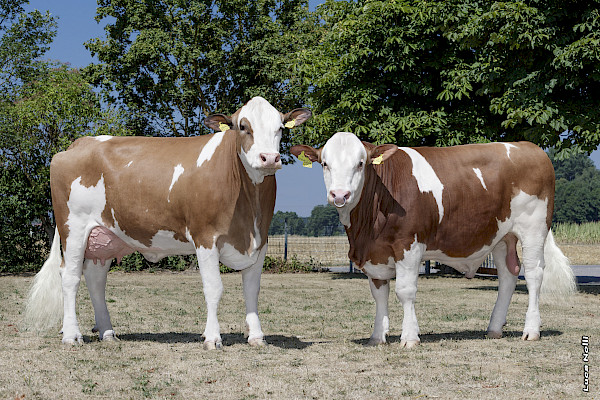 Hofgut Pp* mit Mutter Baila Pp*, 1. Laktation