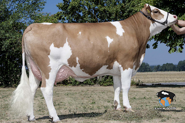 Mutter Baila PP*, 1.Lak.