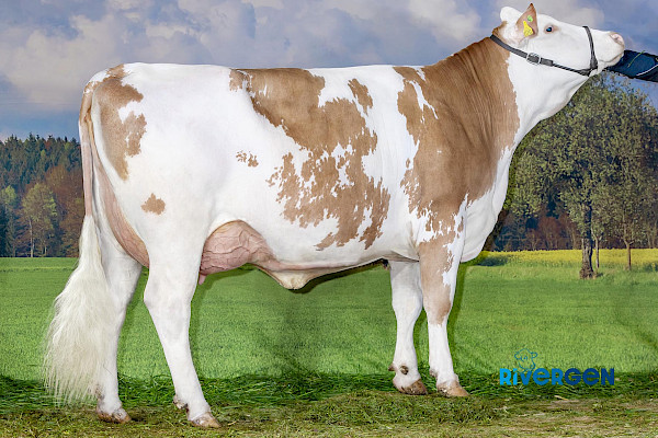 Hofgut Pp-Tochter Advent, 1. Laktation