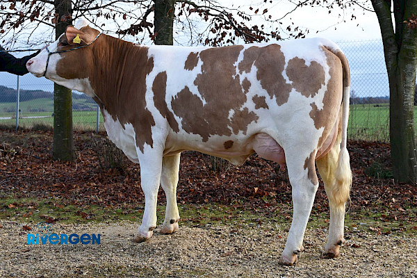 Hofgut Pp-Tochter Hot Cow, 1. Laktation