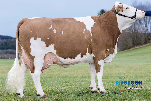 Mutter Goldi Pp, 3.Lak.