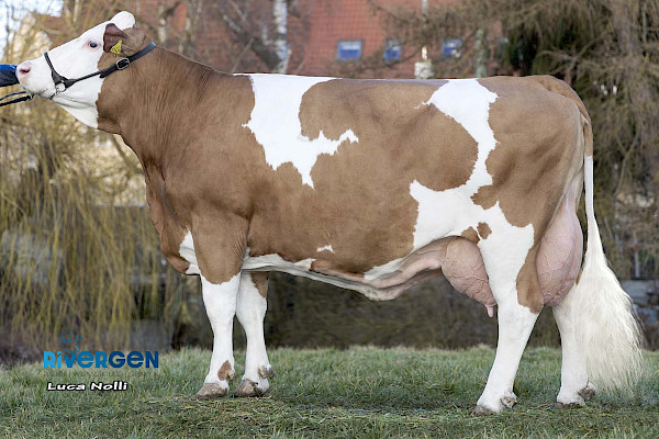 Gen Defekt Rinder Bullen | RiVerGen | Rinder Vermarktung Genetik