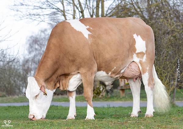Gen Defekt Rinder Aktuell | RiVerGen | Rinder Vermarktung Genetik
