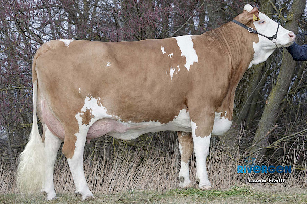 Großmutter Indira, 1. Lak.