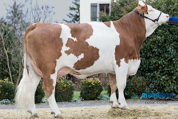 Halbschwester zur Mutter, Icebaby Pp (V: Herakles PS), 1. Lak.