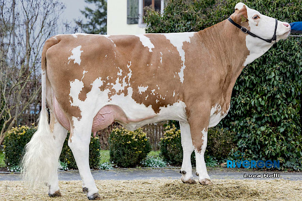 Halbschwester zur Mutter, Iceland (V: Zeiger), 1.Lak.