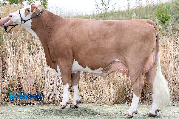 Mutter L1349, 1. Lak.