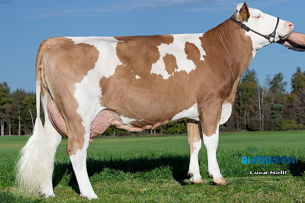 Mutter Blanka, 2. Lak.