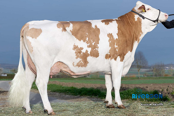 Vollschwester zur Mutter Germany, 1. Lak.