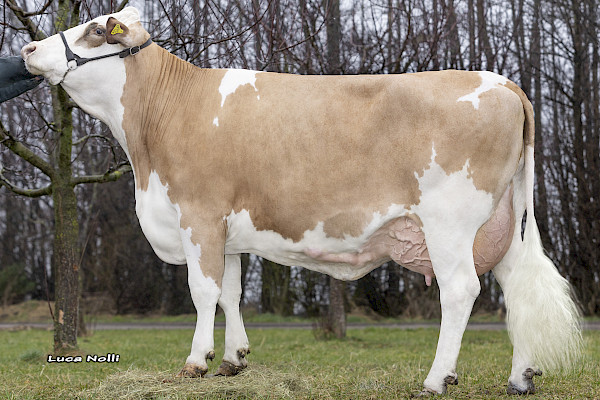 Großmutter Pamira Pp, 2. Lak.