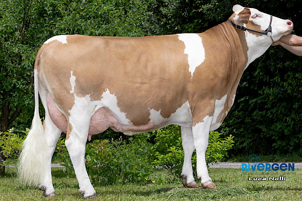 Mutter Palinha Pp, 1. Lak.