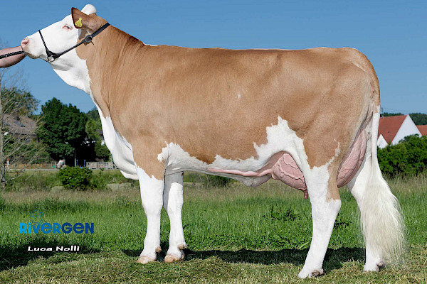 Italiano Pp-Großmutter Talla, 1. Laktation