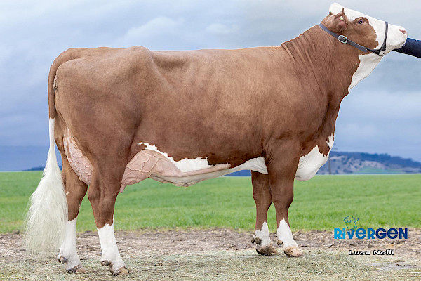 Wasix-Mutter Goldperle, 2. Lactation